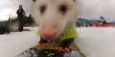 Ratatouille Opossum