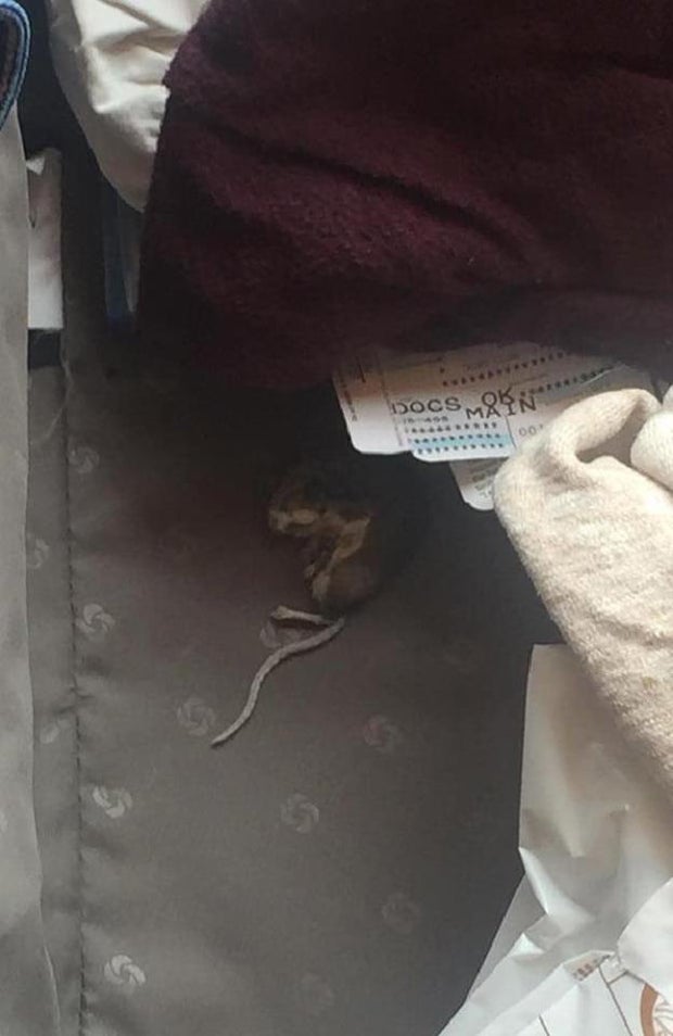 Koffer von Airline zurück: Ekel-Fund