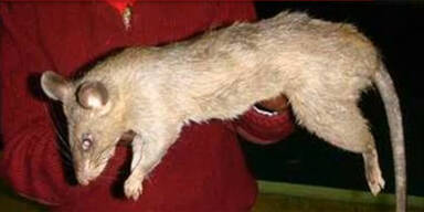 Riesenratte