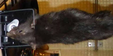 Monster-Ratte schockt Familie