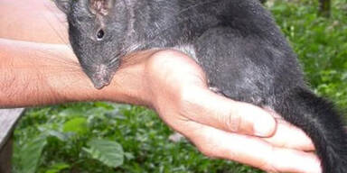 163 neue Arten am Mekong entdeckt