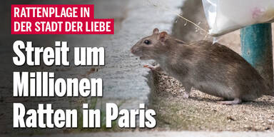 Streit um Millionen Ratten in Paris