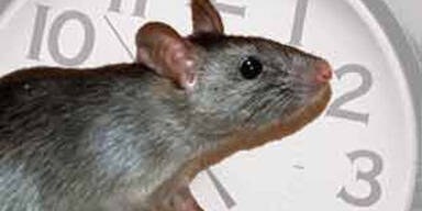 ratten