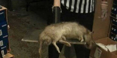 Riesen-Ratte in New York fotografiert