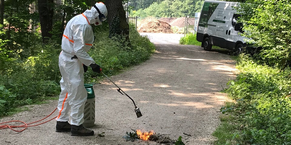 Gift-Raupe in Schönbrunn: So geht's weiter