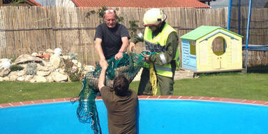 Rehbock sprang in Swimmingpool