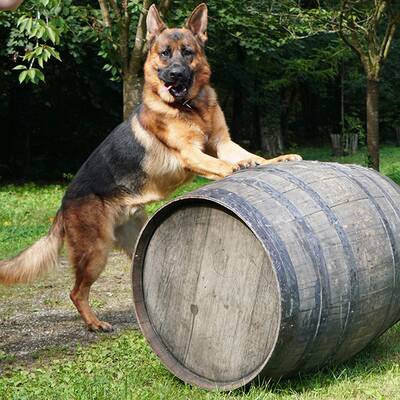 Kommissar Rex im ultimativen Test!