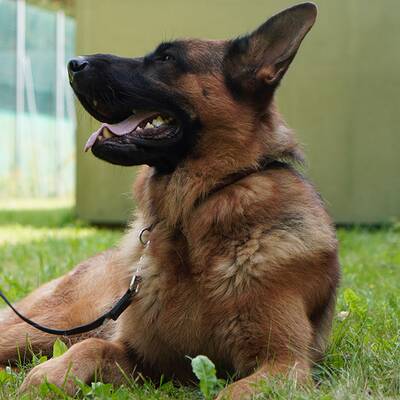 Kommissar Rex im ultimativen Test!