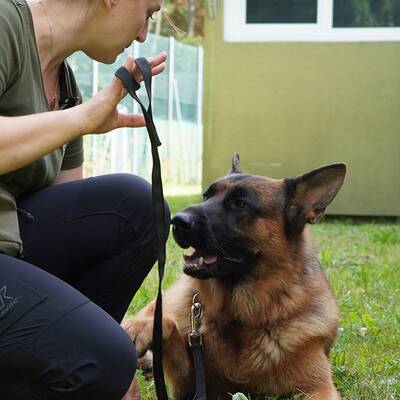 Kommissar Rex im ultimativen Test!