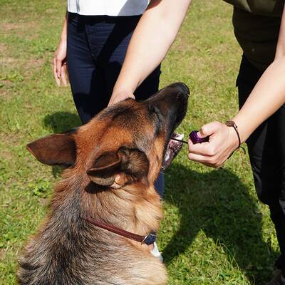 Kommissar Rex im ultimativen Test!