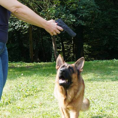 Kommissar Rex im ultimativen Test!