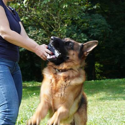 Kommissar Rex im ultimativen Test!