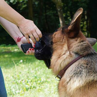 Kommissar Rex im ultimativen Test!