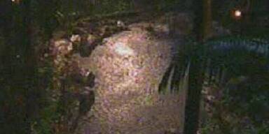 Silikon im Dschungel? Keine gute Idee!