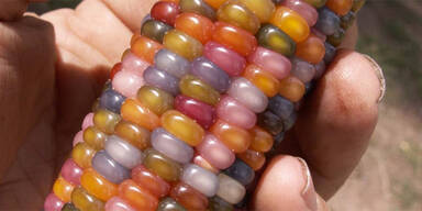 USA: Farmer z&uuml;chtet Regenbogen-Mais