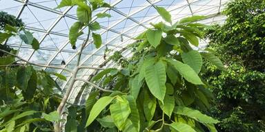 Fledermaus-Chaos im Zoo Sch&ouml;nbrunn