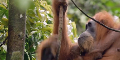 regenwaldzerst&ouml;rung 1.png