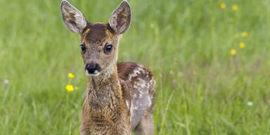 Reh ausgewichen: Mann landet mit Freundin im Bach