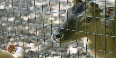 Welser Tiergarten feiert 95-j&auml;hriges Bestehen