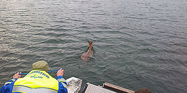 Tr&auml;chtiges Reh aus Zeller See gerettet