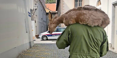 Polizist rettet Reh aus Wohnung