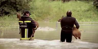 Kritzendorf: Dutzende Rehe von Insel gerettet