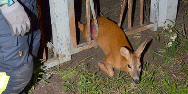 Feuerwehr-Großeinsatz für junges Reh
