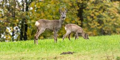 Wilderer treibt sein Unwesen.