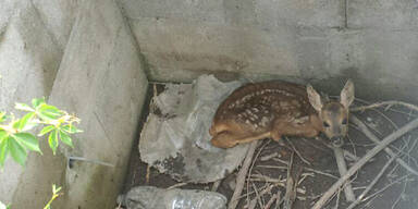 Feuerwehr rettet Rehkitz aus Brunnenschacht