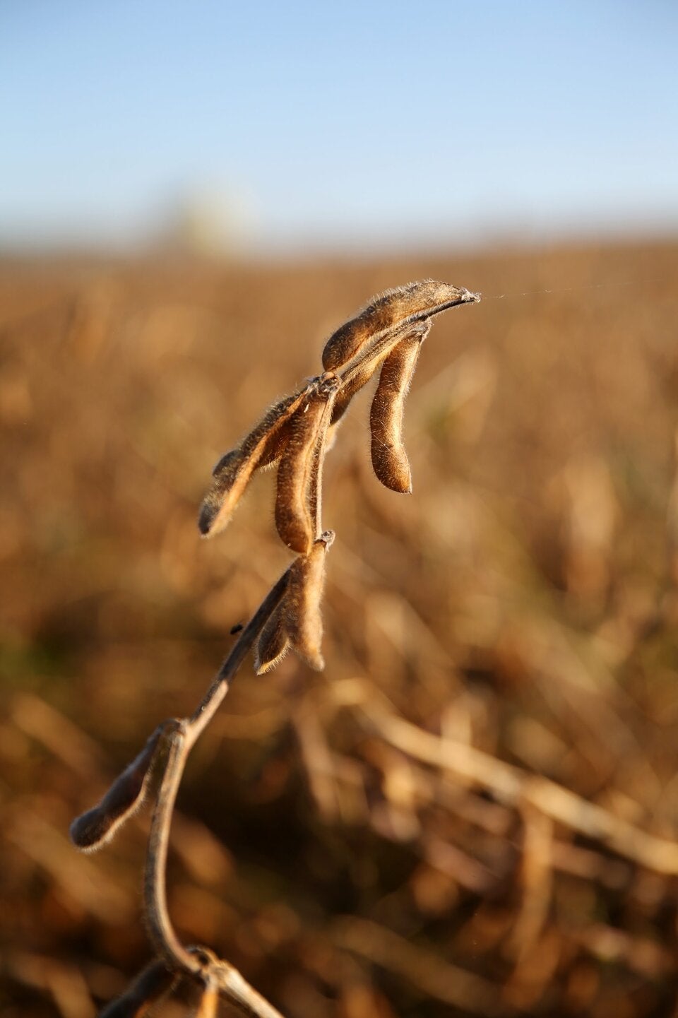 Reife Sojahülsenfrüchte