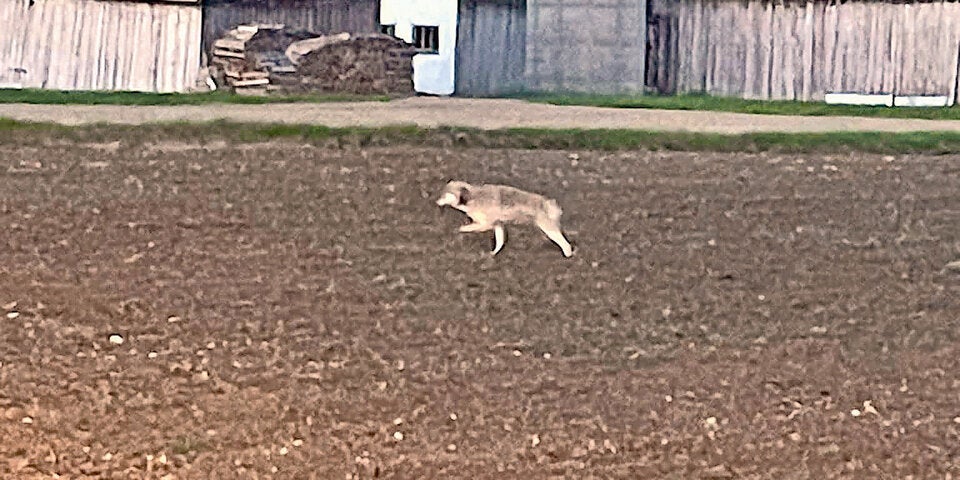 Wolf an einem Tag in drei Orten gesichtet