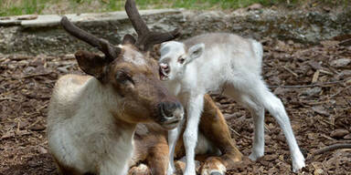 900 Rentiere erfroren