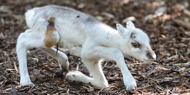 Rentier, Schönbrunn