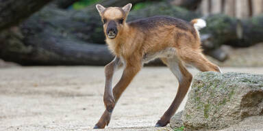 Rentier-Nachwuchs im Zoo Sch&ouml;nbrunn
