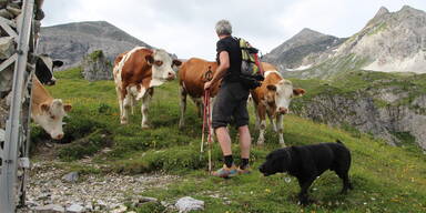 "Alm-Führerschein" für Hunde im Gespräch