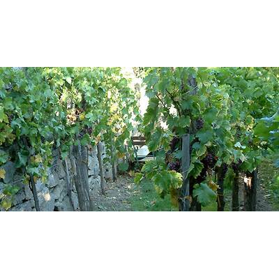 (c) Johanna Bukovsky