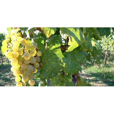 (c) Johanna Bukovsky