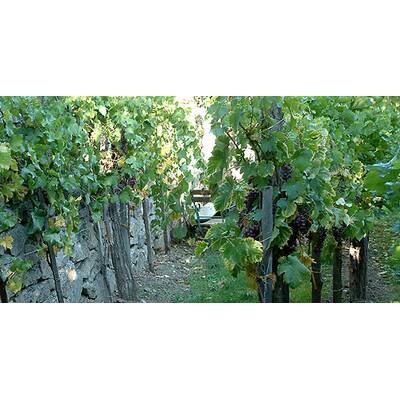 (c) Johanna Bukovsky