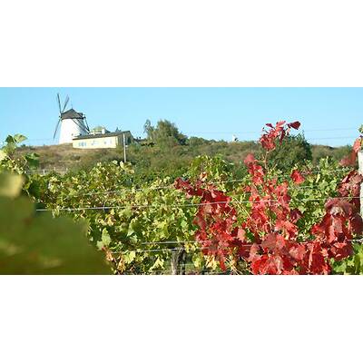 (c) Johanna Bukovsky