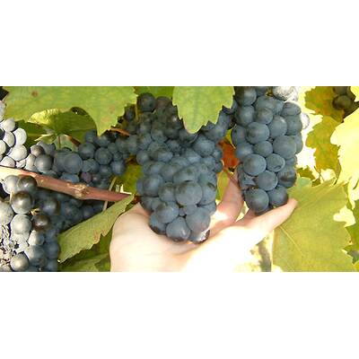 (c) Johanna Bukovsky