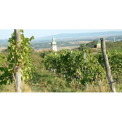 (c) Johanna Bukovsky