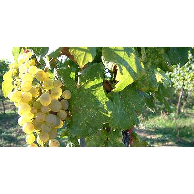 (c) Johanna Bukovsky