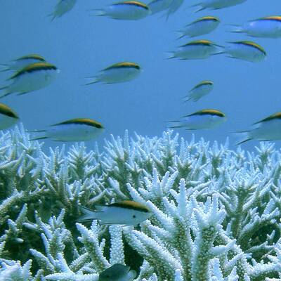 Hauptursache ist nicht nur die Meereserwärmung