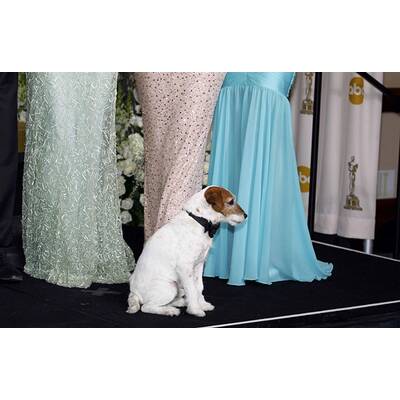 Glamour pur: Die Stars bei den Oscars