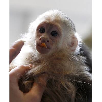 Justin Biebers Affe Mally in der Quarantänestation