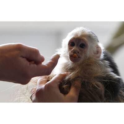Justin Biebers Affe Mally in der Quarantänestation