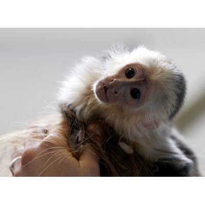 Justin Biebers Affe Mally in der Quarantänestation