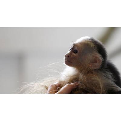 Justin Biebers Affe Mally in der Quarantänestation