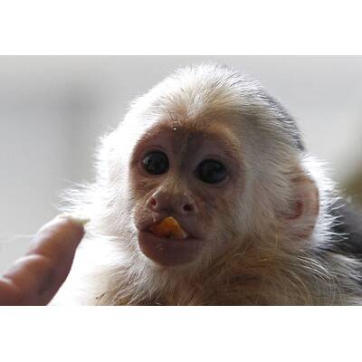 Justin Biebers Affe Mally in der Quarantänestation