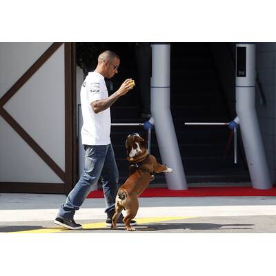 Formel-1-Pilot Lewis Hamilton liebt Hund Roscoe